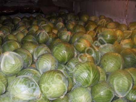 Капуста белокачанная