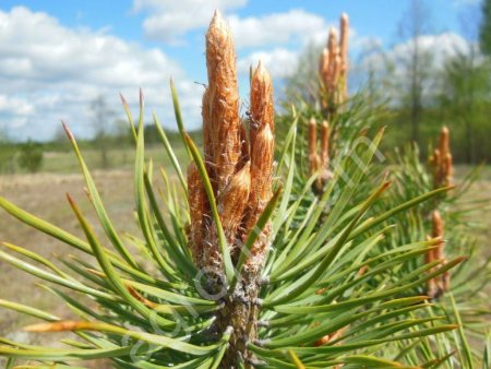 Почка сосновая 2019