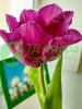 Красивые тюльпаны