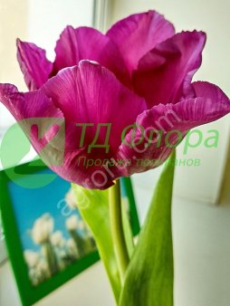 Красивые тюльпаны