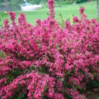 Не укорененные черенки Актинидии