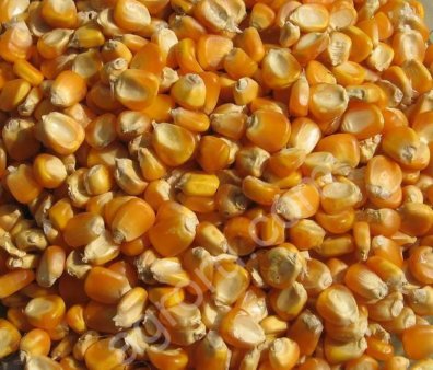 Кукуруза фуражная