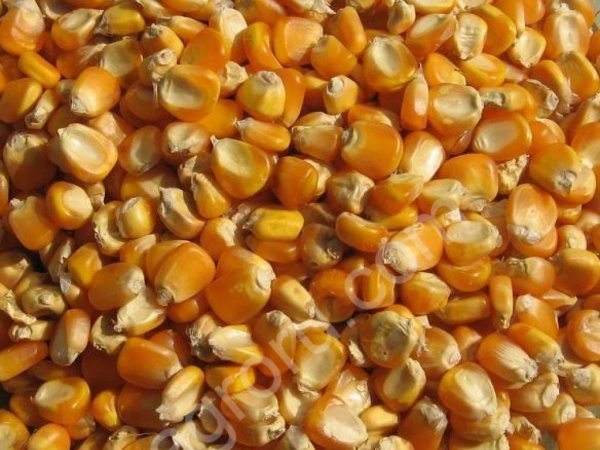 Кукуруза фуражная