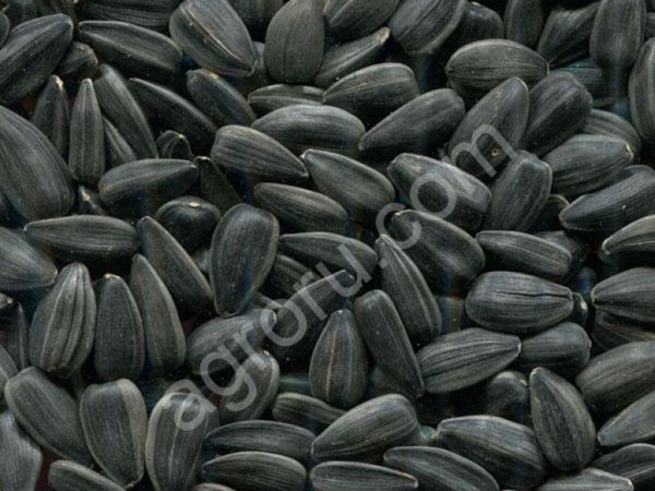 Семена Подсолнечника Крупноплодного ДОБРЫНЯ