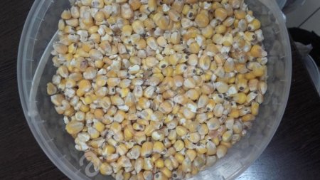 кукуруза кормовая