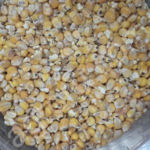 кукуруза кормовая