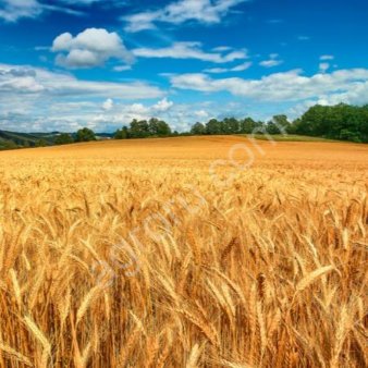 Перевозки сельхоз продукции