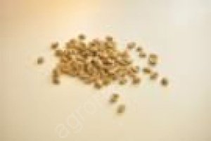 Кофе KENYA AA в зернах зеленый