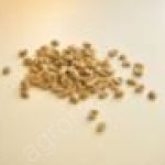 Кофе KENYA AA в зернах зеленый