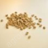 Кофе KENYA AA в зернах зеленый