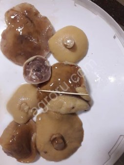 Маслята солёно-отварные