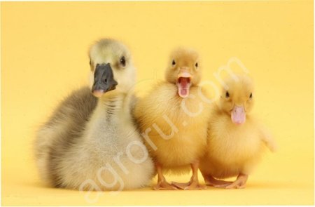 ЛПХ ведет запись Гусята, Муларды, Утята, Цыплята..