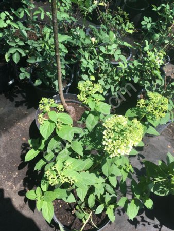 Голландские сорта метельчатой гортензии и английских роз в горшках