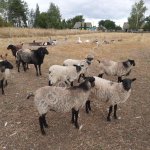 Овцы романовской породы