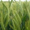 Семена Тритикале Озимого