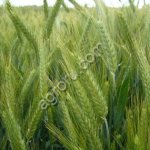 Семена Тритикале Озимого