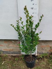 Кизильник блестящий