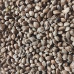 Семена технической конопли