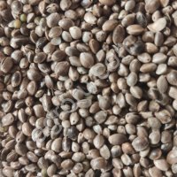 Семена технической конопли