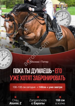 Мерин Zangersheide