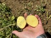 Картофель с полей Крыма
