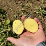 Картофель с полей Крыма