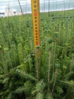 Сеянцы саженцы сосны и ели 40, 50, 60 см ОКС