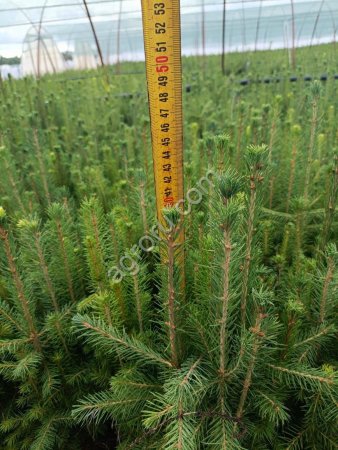 Сеянцы саженцы сосны и ели 40, 50, 60 см ОКС