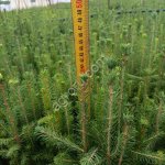 Сеянцы саженцы сосны и ели 40, 50, 60 см ОКС