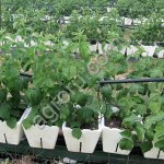 Саженцы малины ремонтантной 2 летка