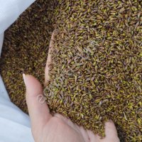 Берёзовая почка