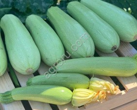 Кабачки Оптом, сорт Арал, свежие с поля в Краснодарском крае