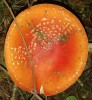 Мухомор Красный Amanita muscaria
