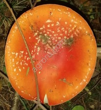 Мухомор Красный Amanita muscaria