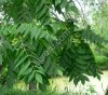 Саженцы маньчжурского ореха