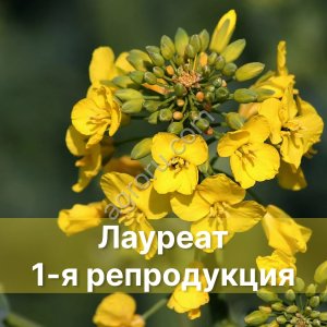 Семена Озимого рапса Лауреат, 1-я репродукция