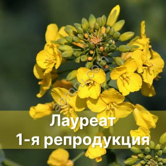 Семена Озимого рапса Лауреат, 1-я репродукция
