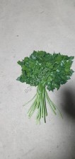 Петрушка сорт Итальянский гигант