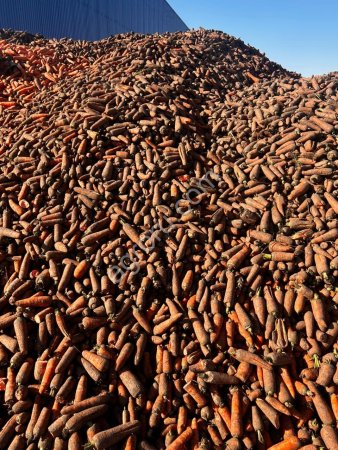 Морковь кормовая