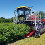 Самоходный ягодоуборочный комбайн OSKAR 4WD