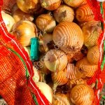 Лук (репчатый)