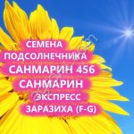 ГИБРИДЫ СЕМЕНА ПОДСОЛНЕЧНИКА САНМАРИН 456 (ЭКСПРЕСС, АНАЛОГ П64ЛЕ99)