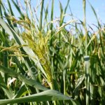 Суданская трава, Кинельская 100, РС1