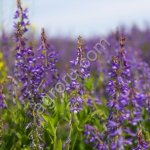 Козлятник, Ялгинский, РС1