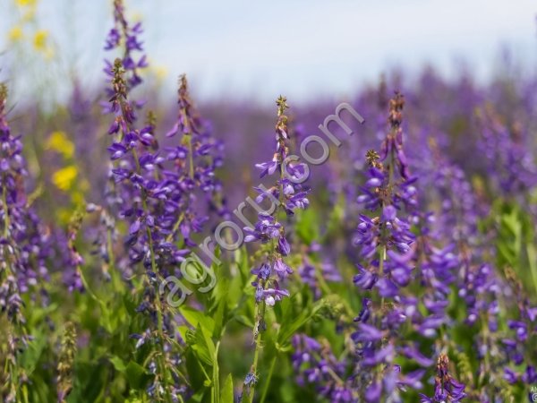 Козлятник, Ялгинский, РС1