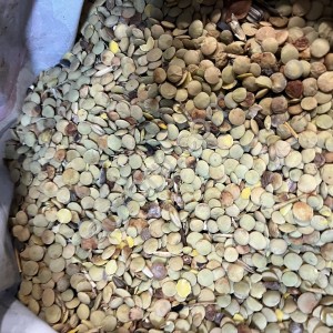 Чечевица зеленая
