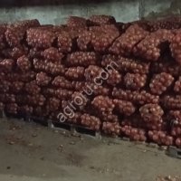 Лук репчатый