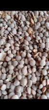 Чечевица красная