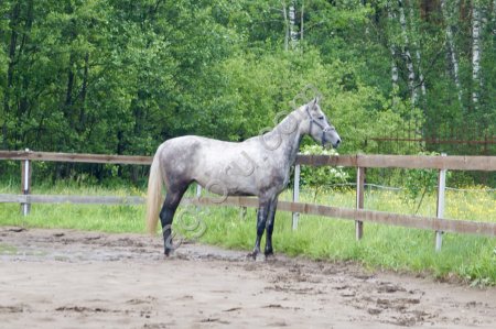 Лошади в России