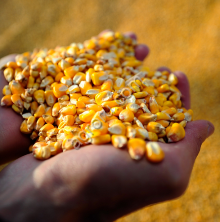 Кукуруза в Монголию